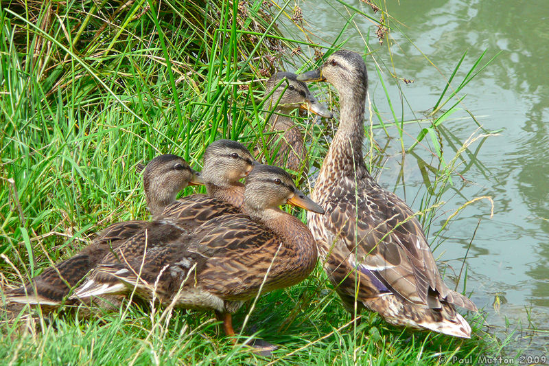 P1020863 Ducks next to canal